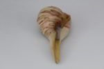 Shell Form No. 65 View 4